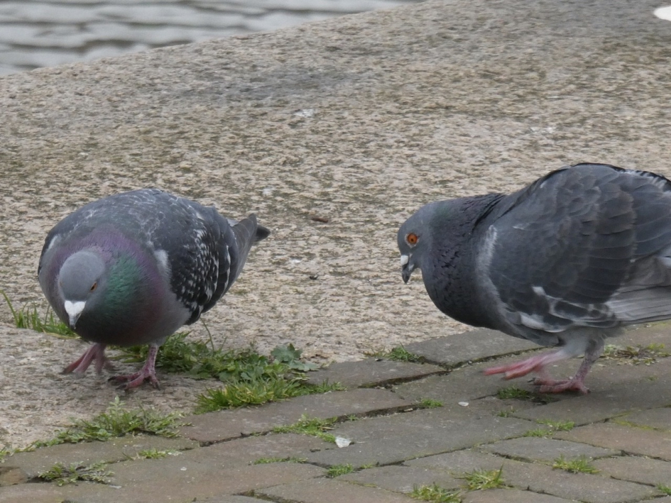 Stadsduiven - Vogels - 