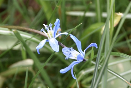 Sterhyacint