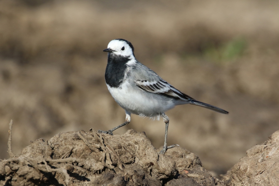 Stoere witte kwikstaart - Vogels - 