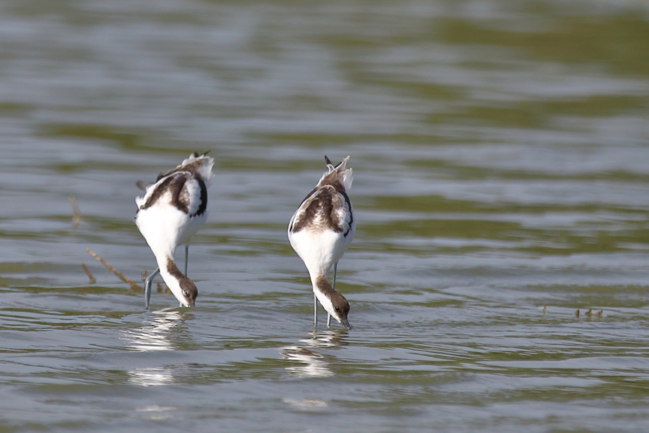 synchroon - Vogels - kluut