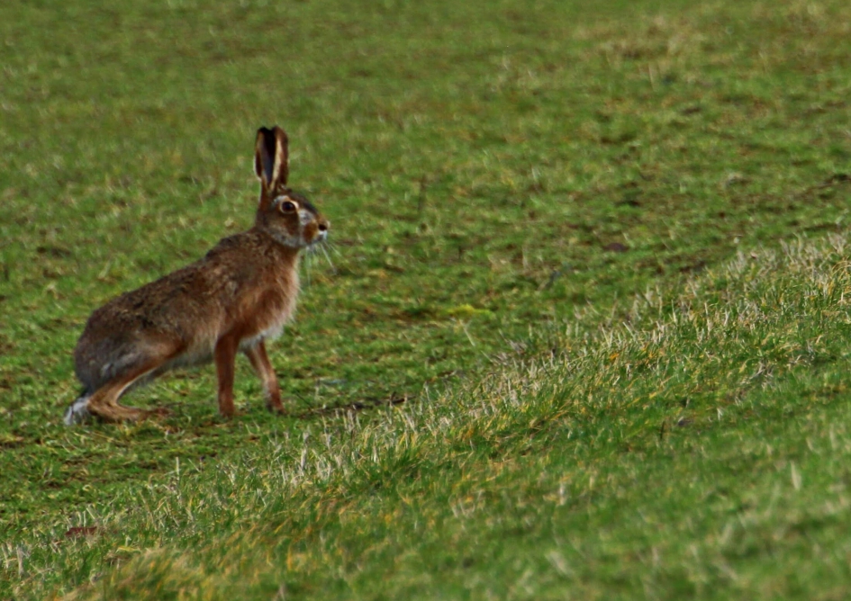 Texel - Zoogdieren - Haas