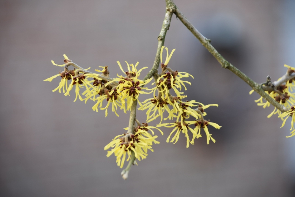 Toverhazelaar - Planten - 