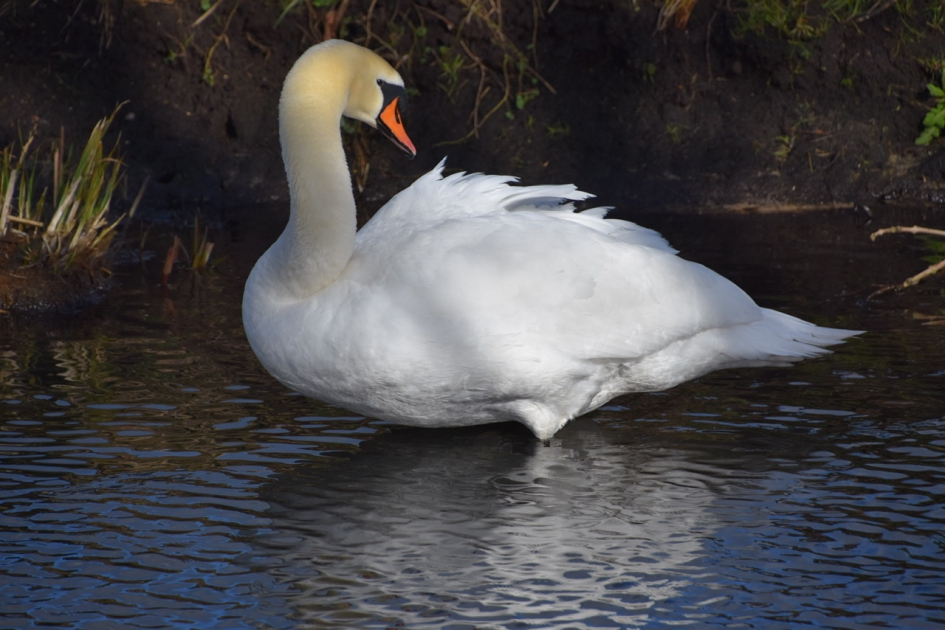 Trots - Vogels - 