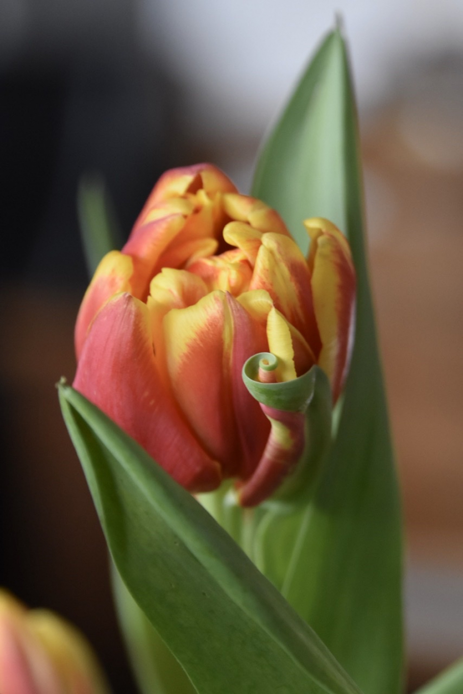 Tulp - Planten - 