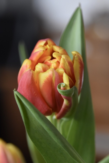 Tulp