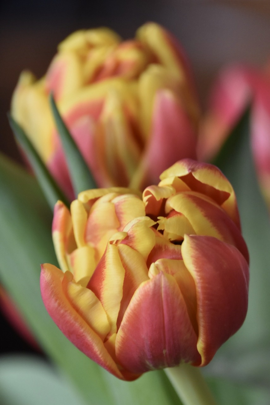 Tulpen - Planten - 