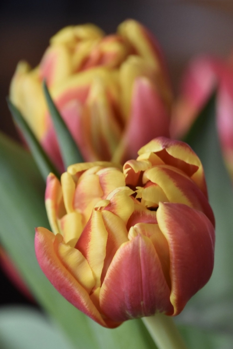 Tulpen