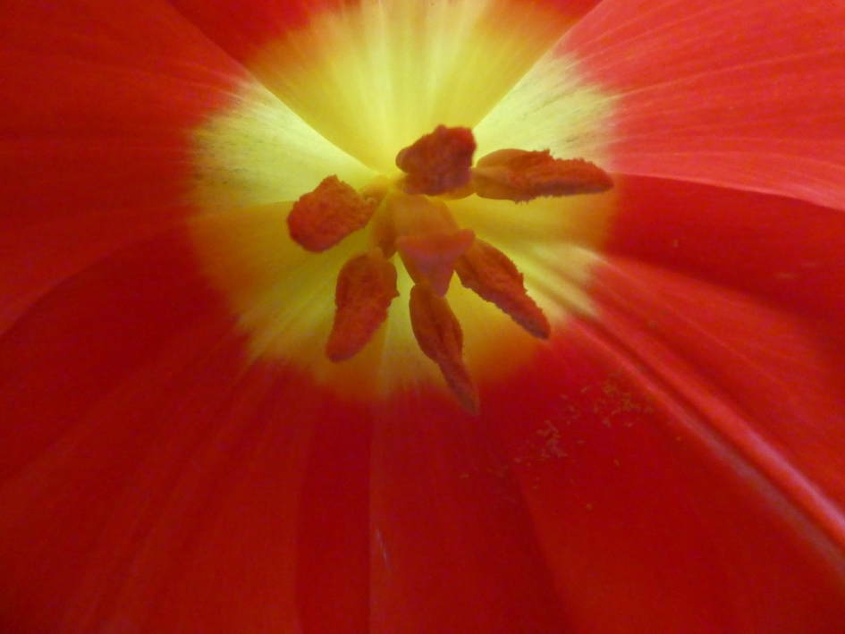 Tulpenhart - Planten - 