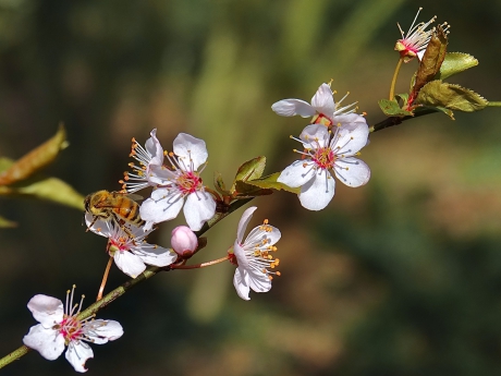 Tussen de buien door toch Lente