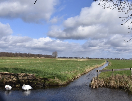 Twee zwanen in de Molenpolder