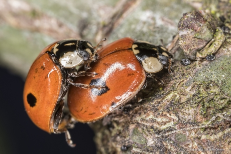 Tweestippelig lieveheersbeestje (Adalia bipunctata)