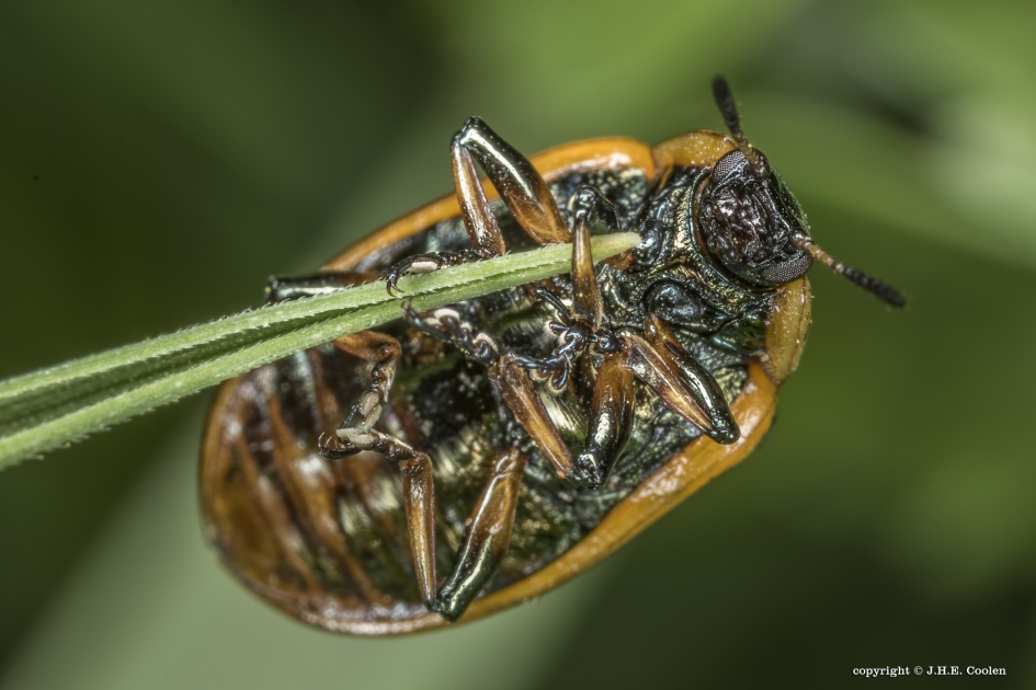 Twintigstippelig wilgenhaantje - Geleedpotigen - Twintigstippelig wilgenhaantje
