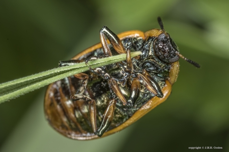 Twintigstippelig wilgenhaantje