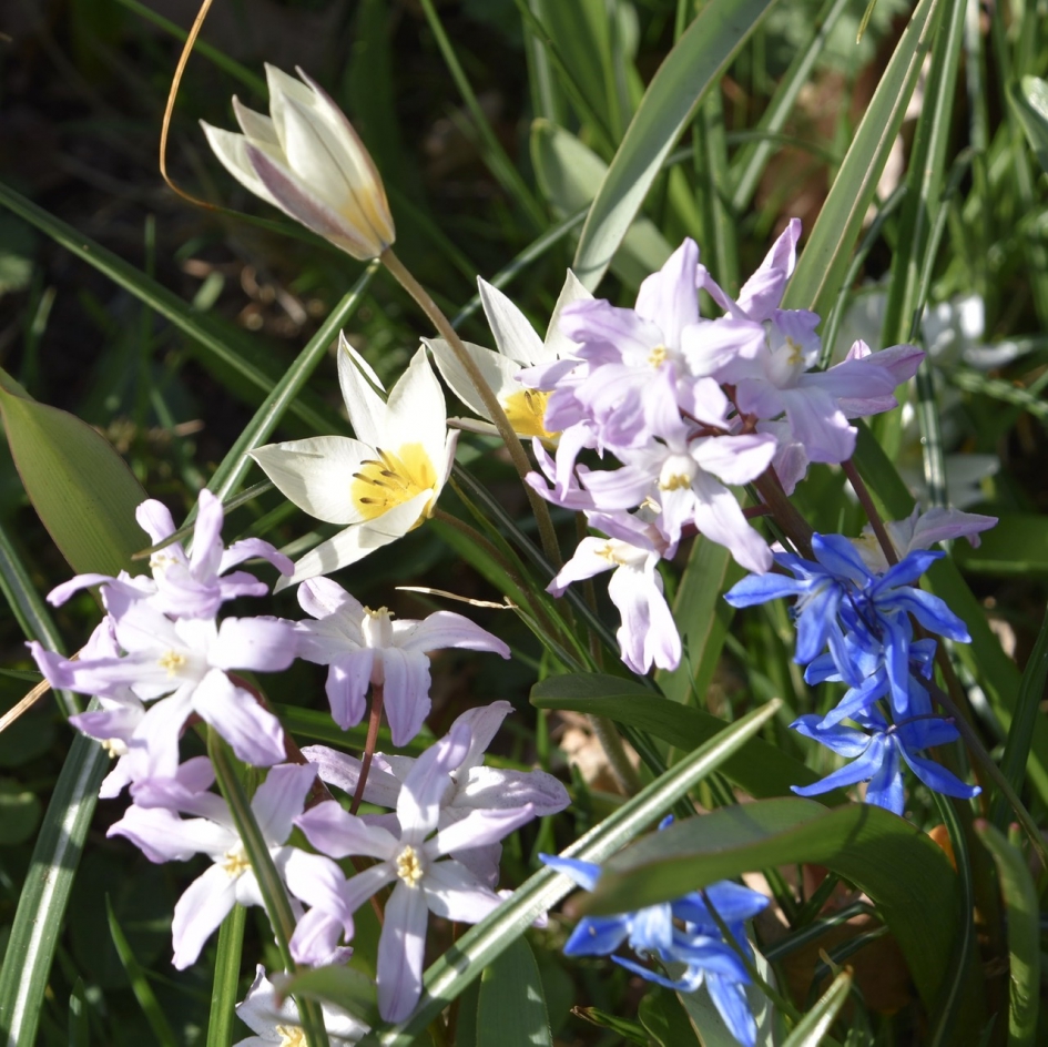 Van alles wat... - Planten - 