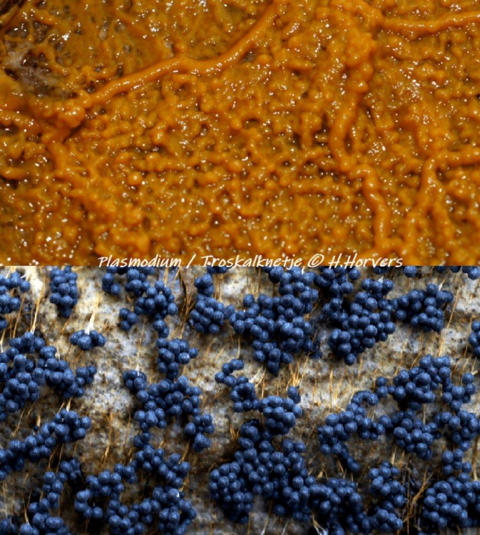van Plasmodium tot Troskalknetje - Schimmels - van Plasmodium tot Troskalknetje