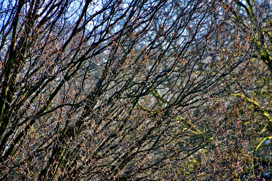 Vanmorgen door het raam .... - Planten - 
