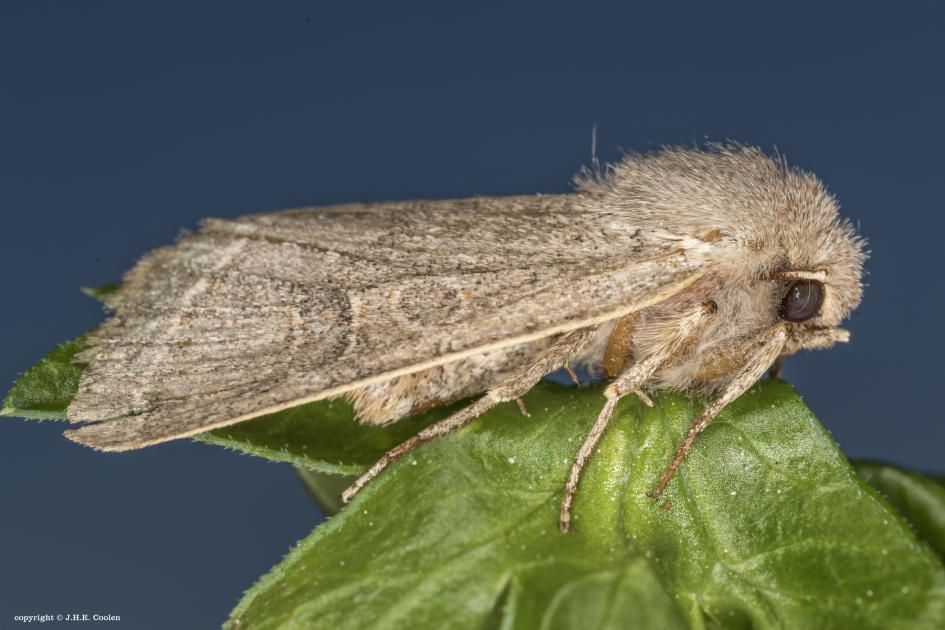 Variabele voorjaarsuil (Orthosia incerta) - Geleedpotigen - Variabele voorjaarsuil