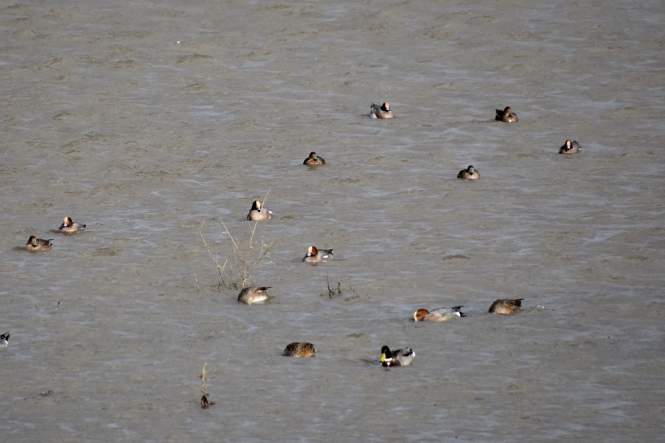 Veel eenden - Vogels - 