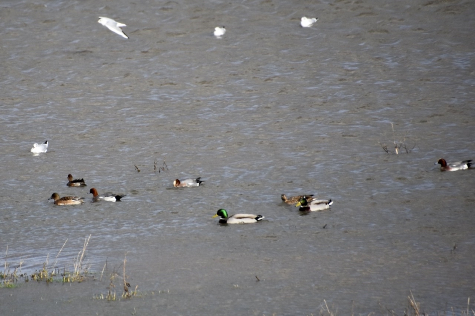 Veel eenden - Vogels - 