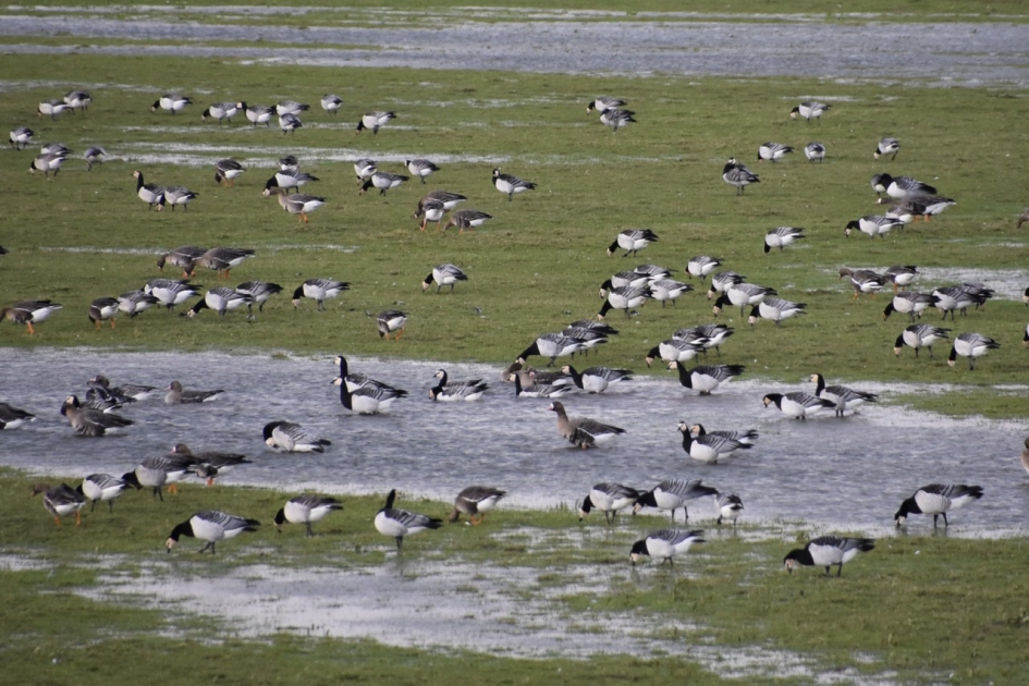 Veel ganzen - Vogels - 