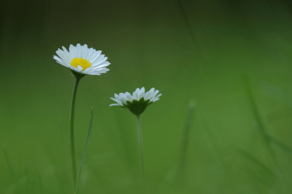 veelbelovend - Planten - madeliefje
