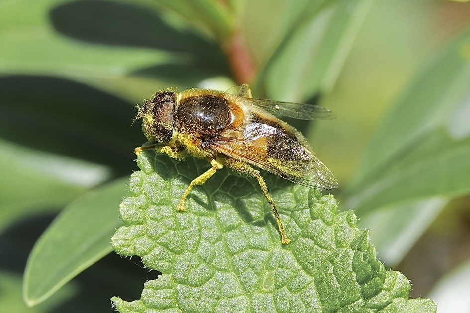 (Ver)Blinde Bij - Geleedpotigen - Blinde Bij