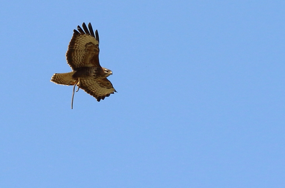 verhuizing - Vogels - buizerd