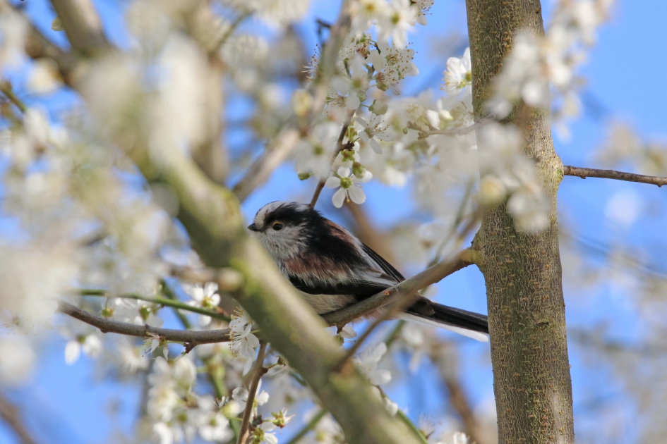 Verstopt in de sleedoornbloesem - Vogels - Staartmees