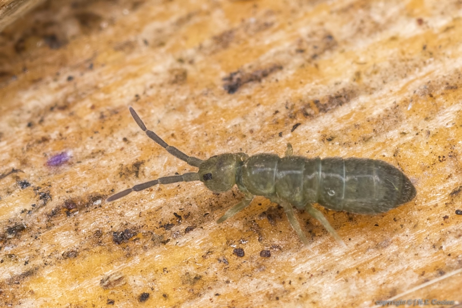 Vertagopus soort - Geleedpotigen - Vertagopus soort