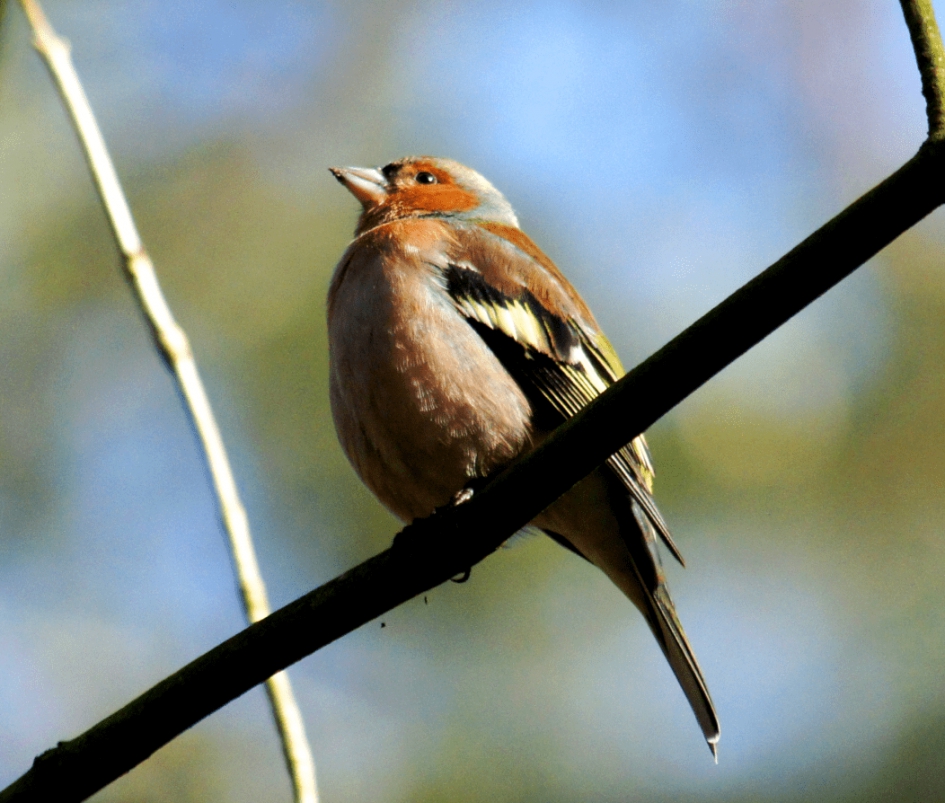 Vink - Vogels - Vink