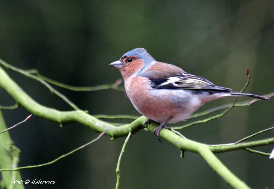 Vink. - Vogels - Vink.