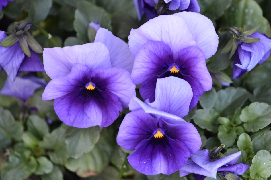 Violen - Planten - 
