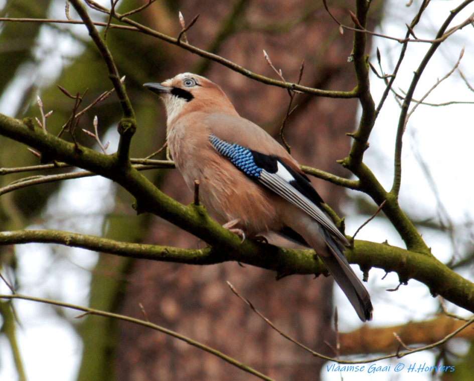 Vlaamse Gaai - Vogels - Vlaamse Gaai