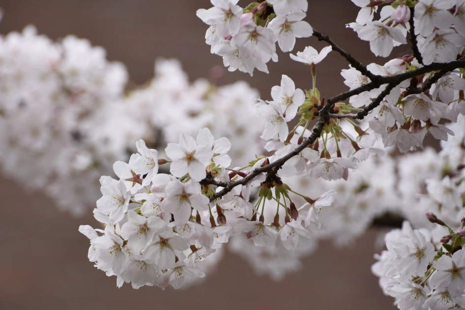 Voorjaarsbloesem - Planten - 