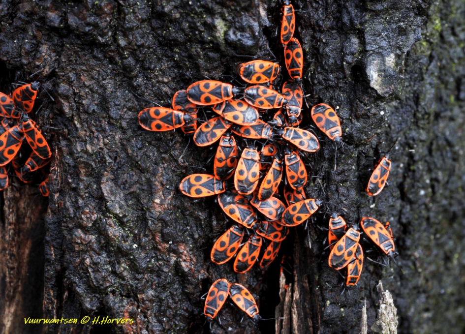 Vuurwantsen - Geleedpotigen - Vuurwantsen