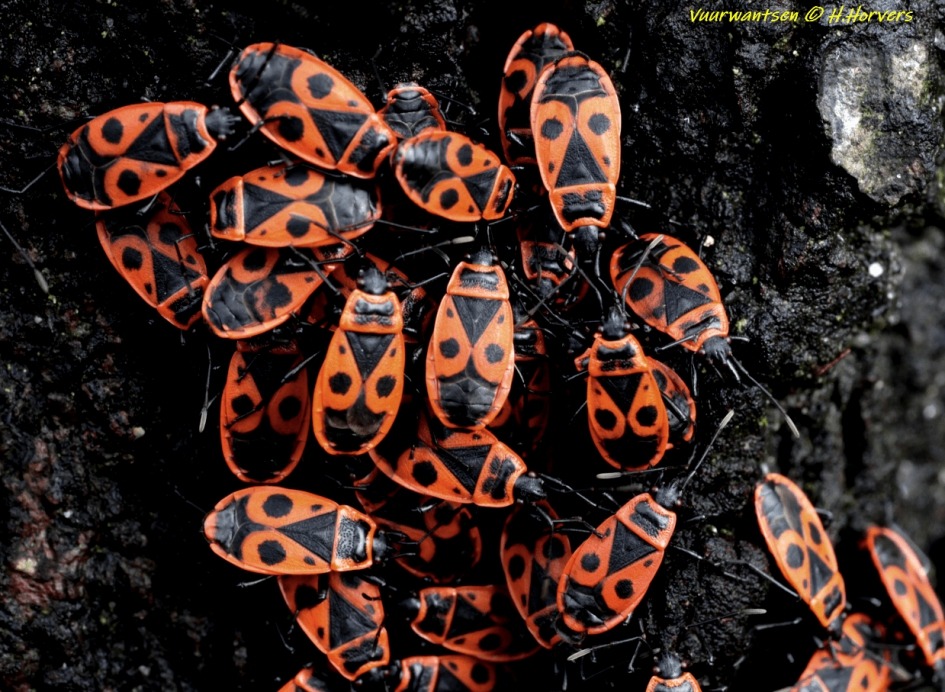 Vuurwantsen - Geleedpotigen - Vuurwantsen