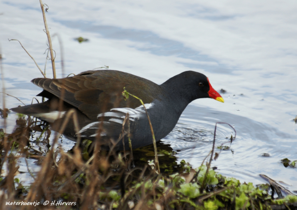 Waterhoentje - Vogels - Waterhoentje