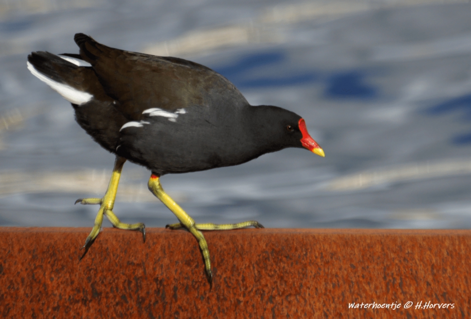 Waterhoentje - Vogels - Waterhoentje