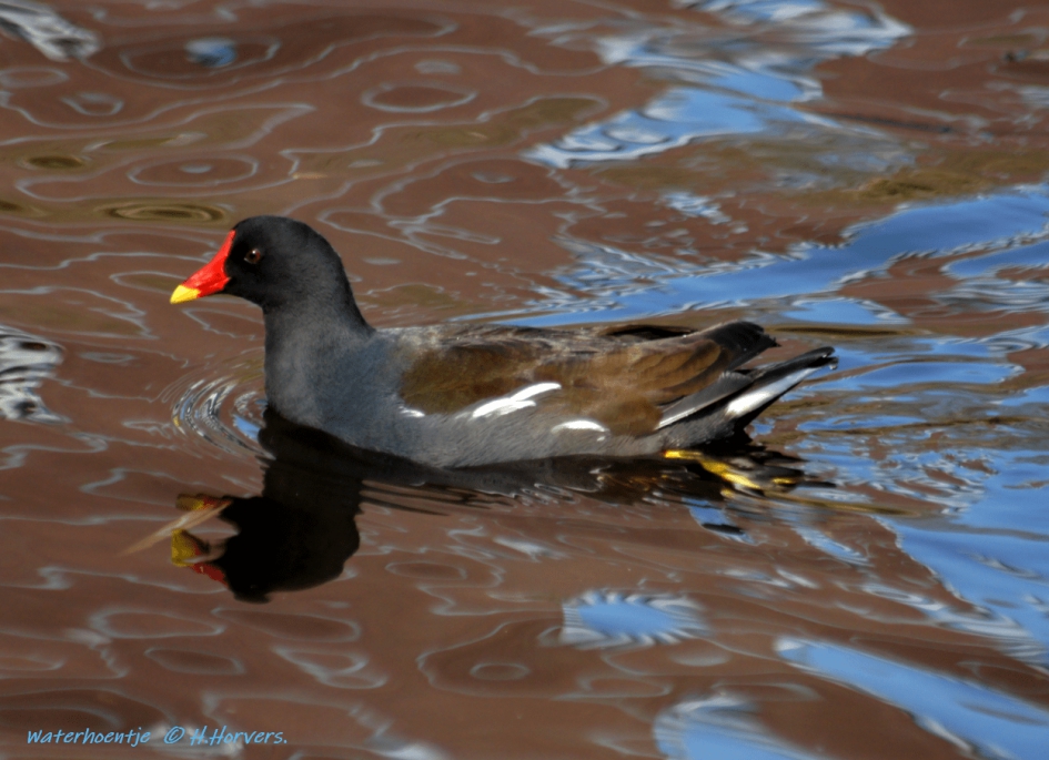 Waterhoentje - Vogels - Waterhoentje