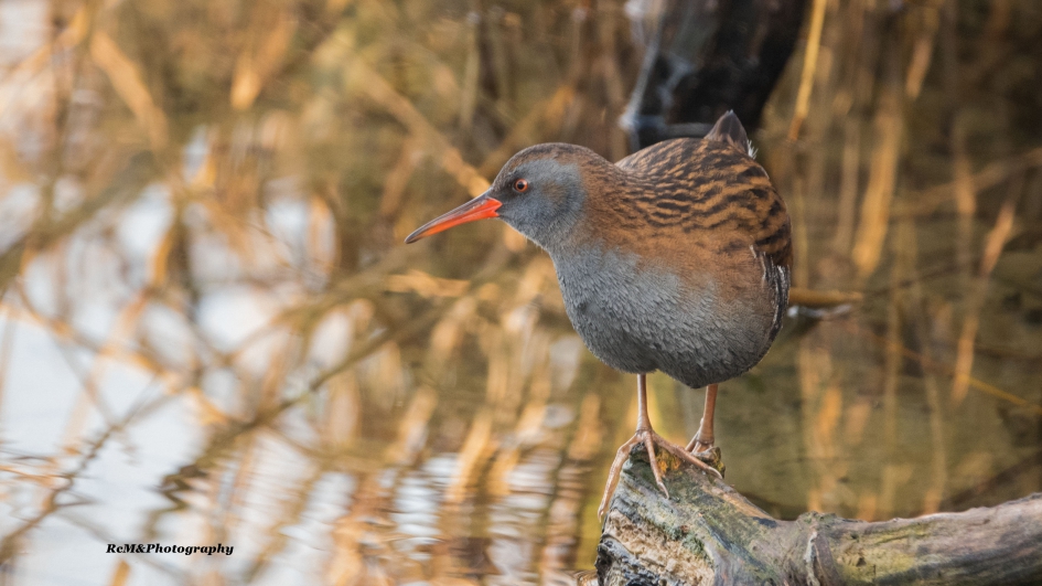 Waterral. - Vogels - Waterral.