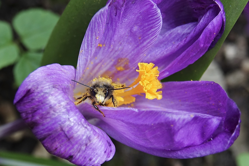 Wentelen in stuifmeel - Geleedpotigen - Bij