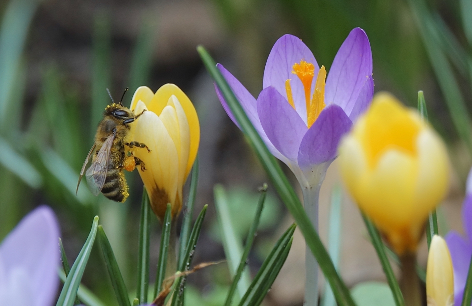 Werkster neemt een pauze - Geleedpotigen - Bij