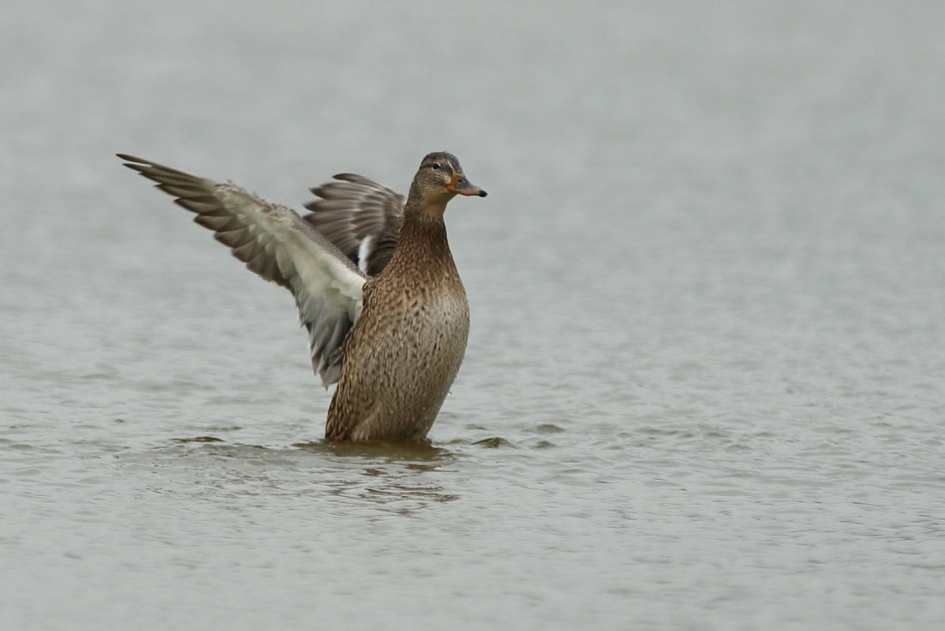 wilde eend -v- - Vogels - wilde eend