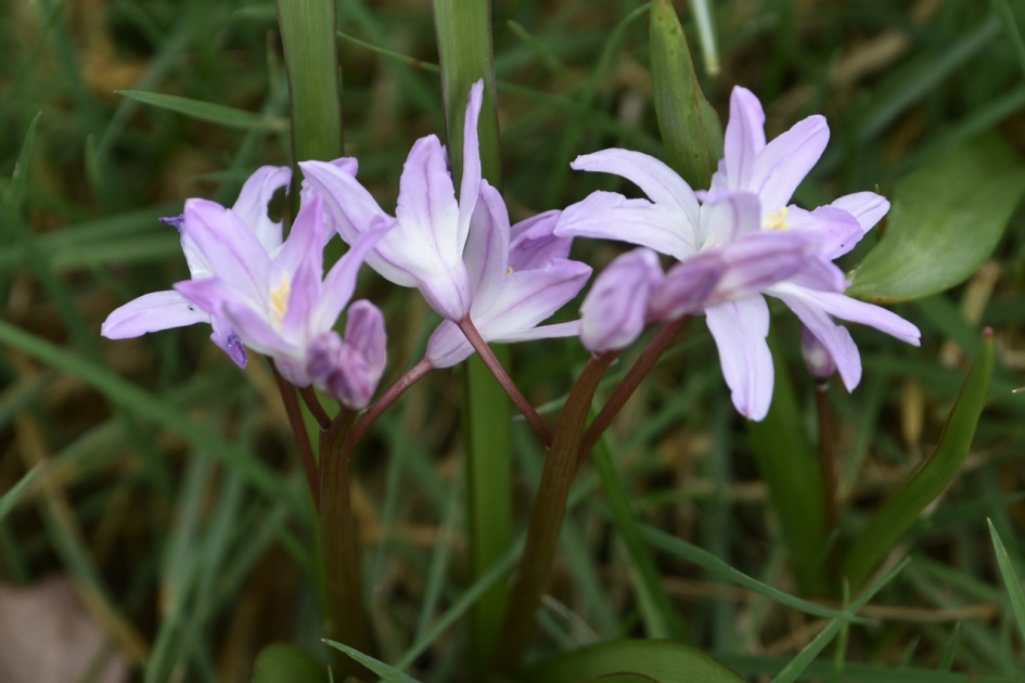 Wilde hyacinten - Planten - 