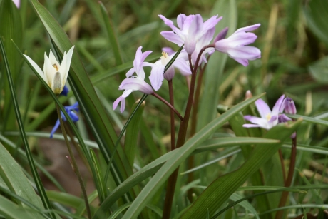 Wildetulp en hyacinten