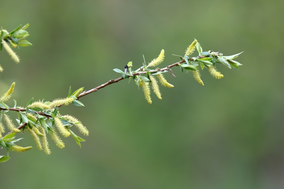 wilg - Planten - wilg