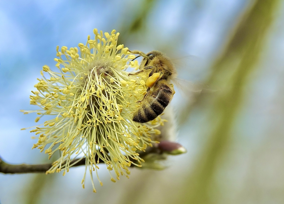 Wilg in trek - Geleedpotigen - Bij