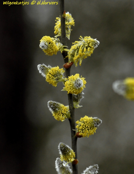 Wilgenkatjes