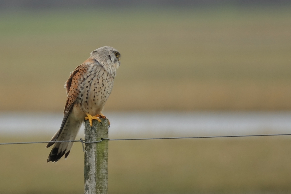 Winderig zitje - Vogels - Torenvalk