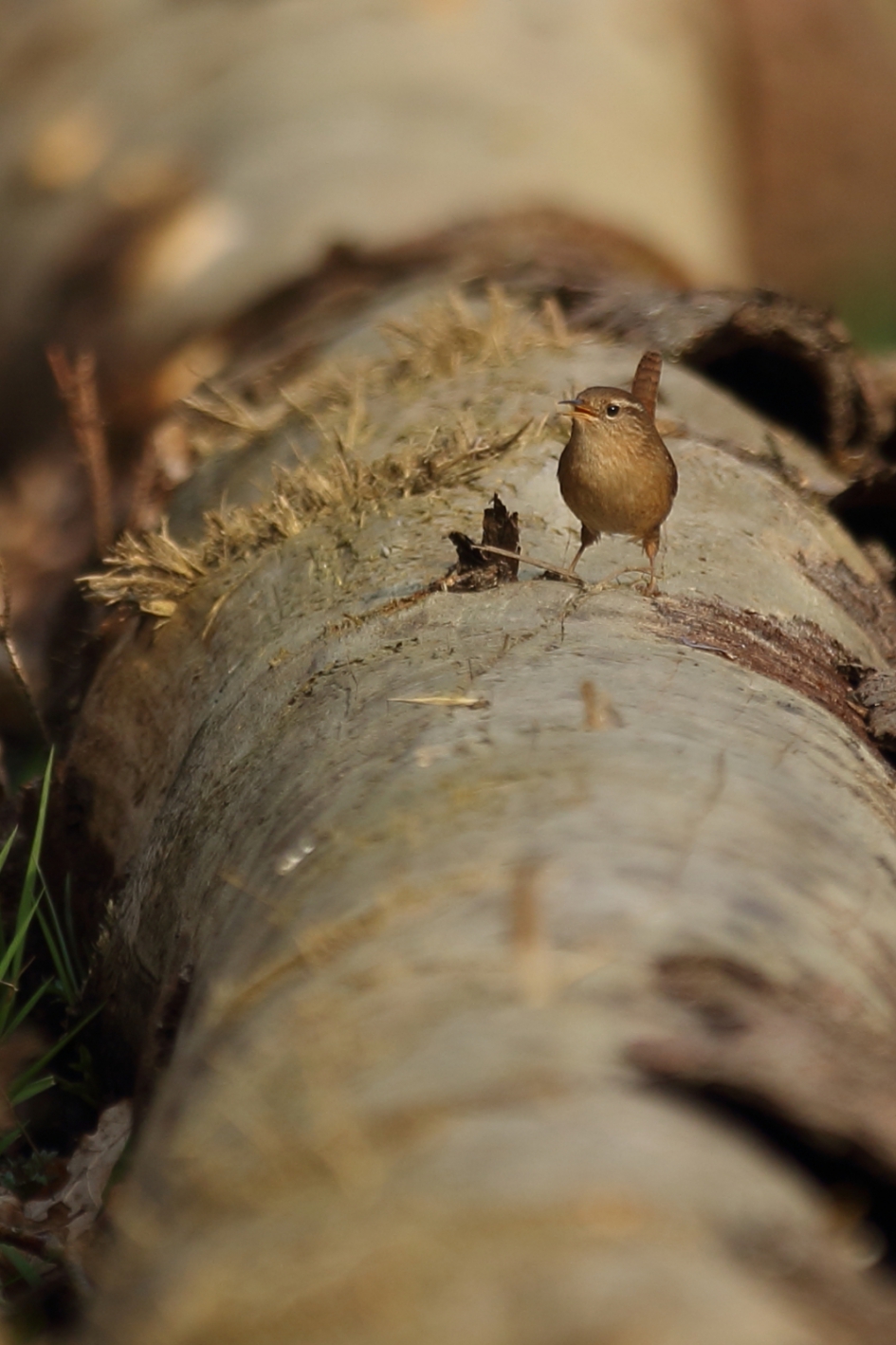 winterkoning - Vogels - winterkoning